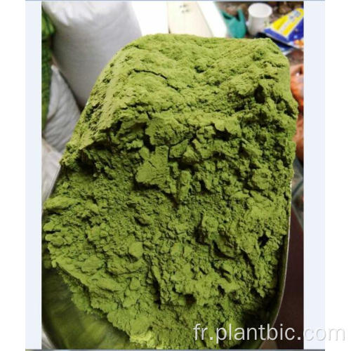 poudre de feuilles de moringa bio 100% poudre de feuilles de moringa